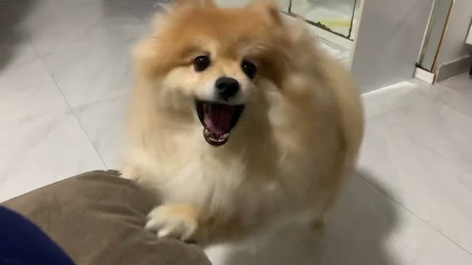 um lulu da pomerânia latindo alto.