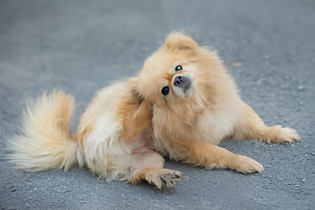 um lulu da pomerânia com sarnas