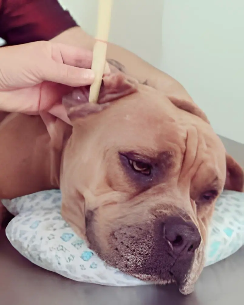um cão tratando da cera nos ouvidos com cone chines