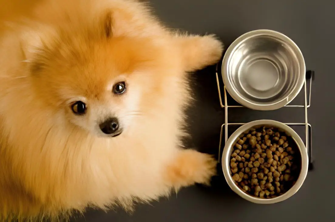 um cão da raça lulu da pomerânia comendo