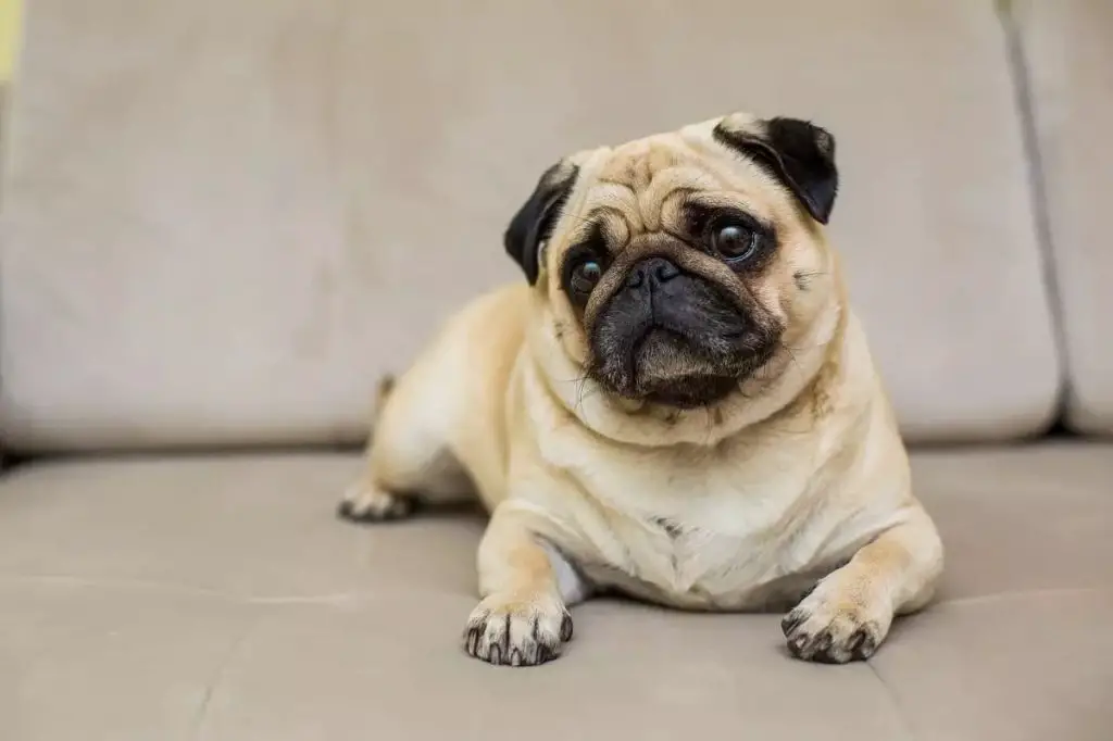 um pug deitado em um sofá com ceratite