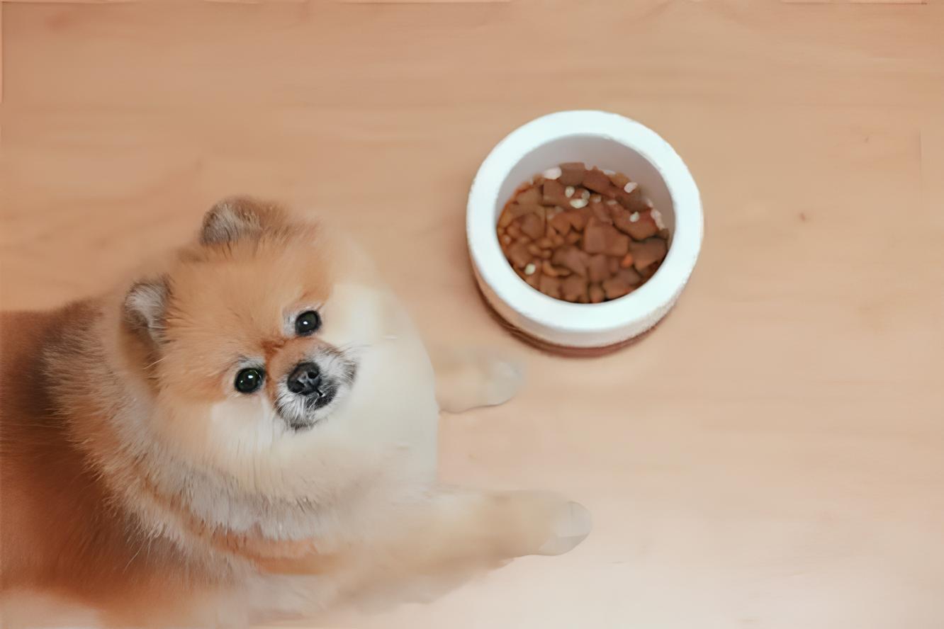 um lulu da pomerânia deitado com seu pote de ração ao lado