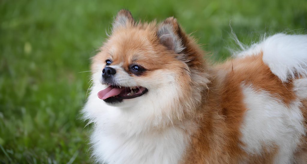 um cachorro lulu da pomerânia em um gramado.