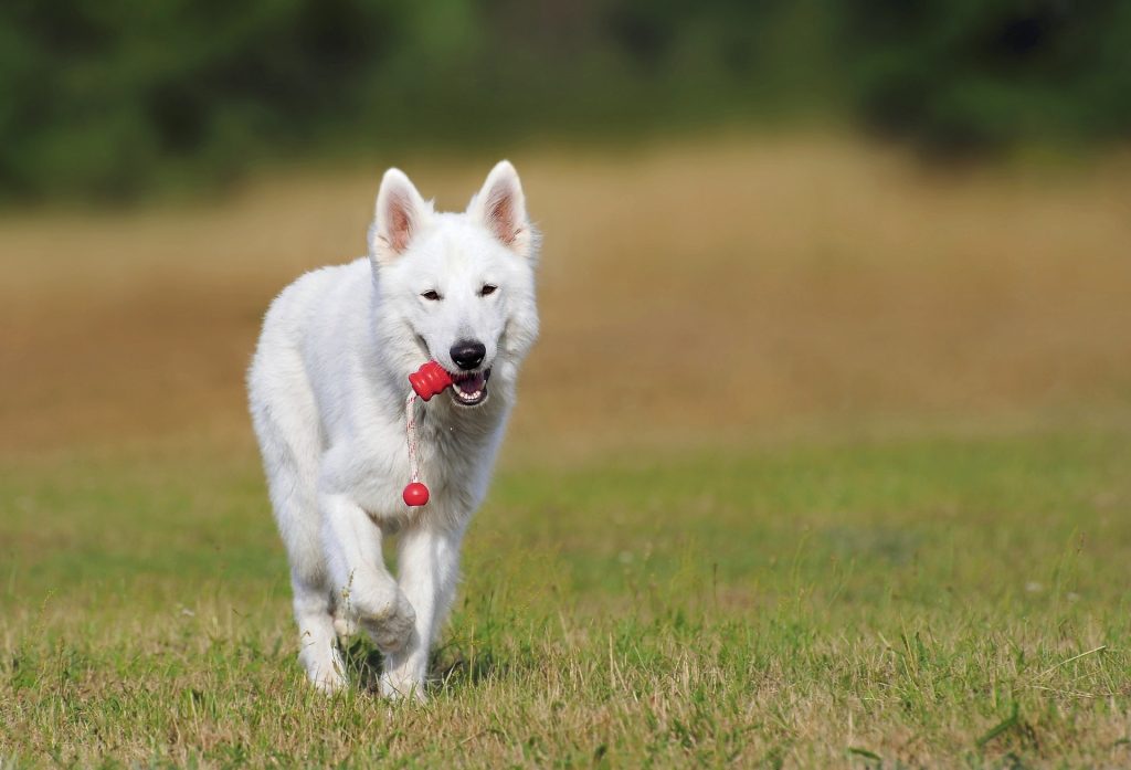 um cão correndo em um gramado com pelagem branca