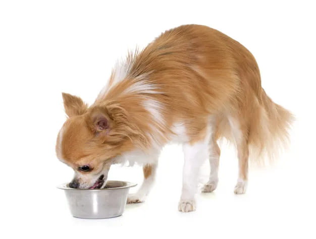 um lulu da pomerânia comendo arroz.