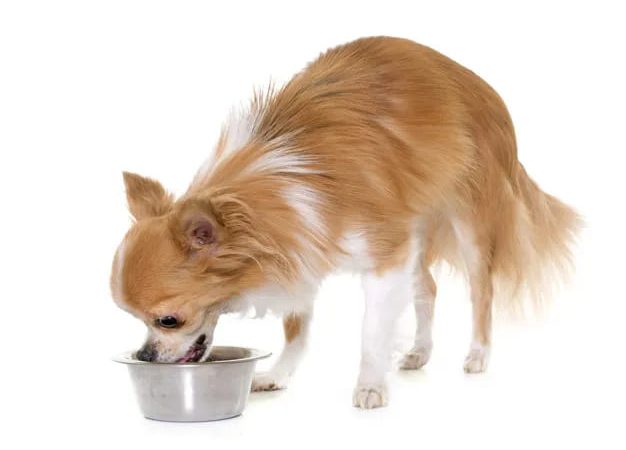 um lulu da pomerânia comendo arroz