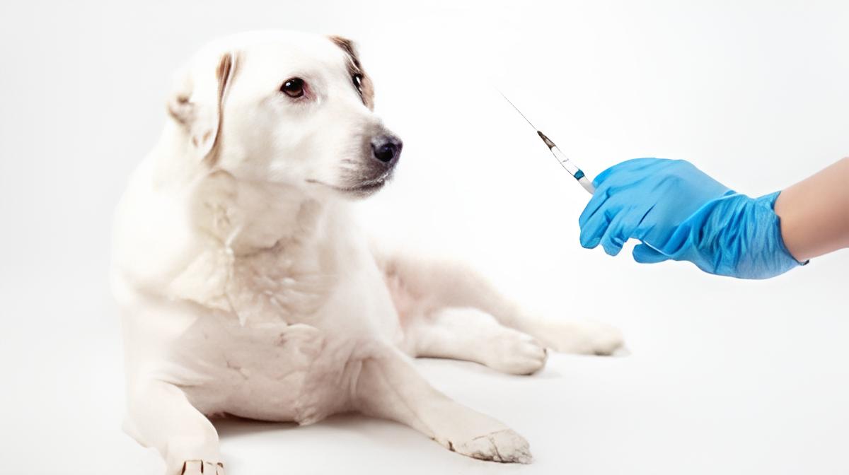 um cachorro deitado tomando um vacina 