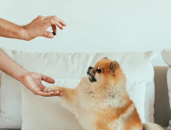 um lulu da pomerânia dando a patinha e recebendo comprimidos de seu tutor