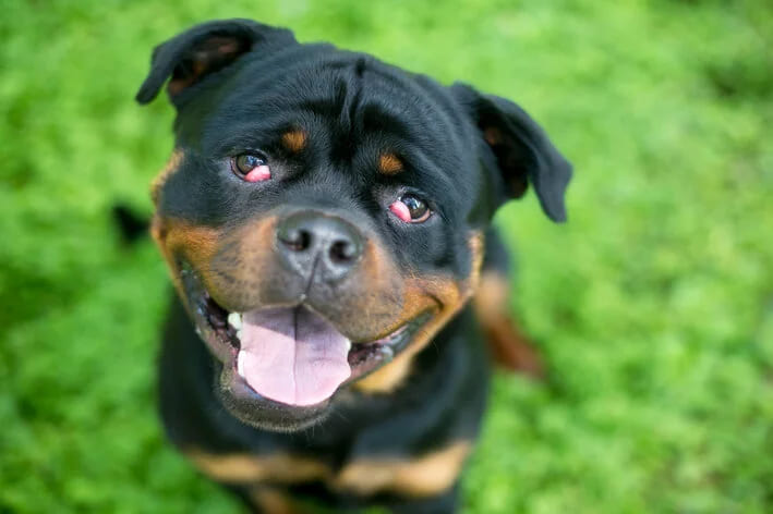 um rottweiller com olhos de cereja.