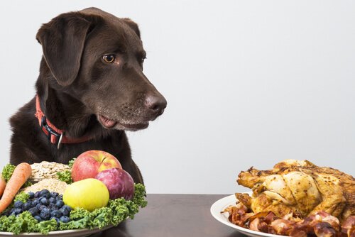 um cachorro com alimentos naturais em sua frente