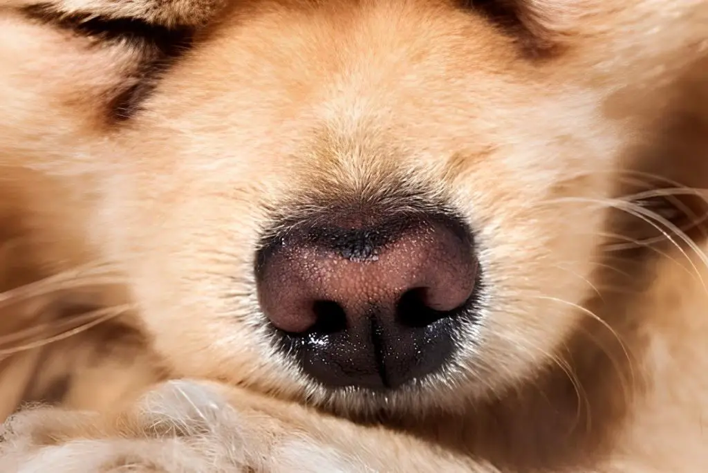 um focinho de lulu da pomerânia.