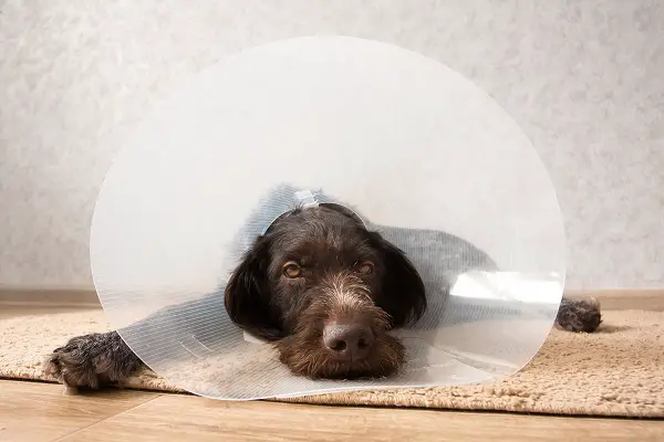um cão deitado com um cone na cabeça para tratamento