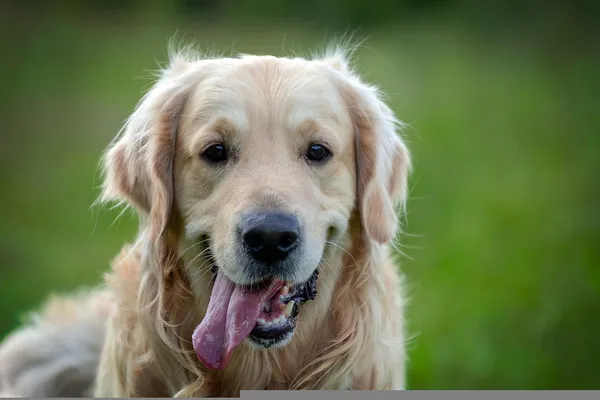um cachorro da raça golden com a língua de fora com sede.