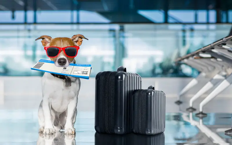 um cachorro sentado em um aeroporto segurando em sua boca um passagem de avião e ao seu lado duas malas de viagem
