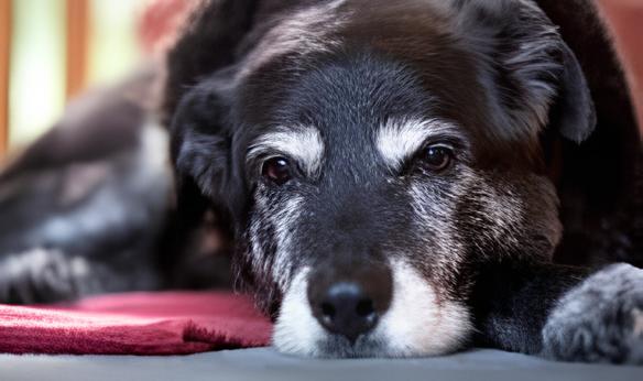 uma cadela idosa deitada descansando.