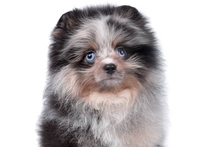 um cachorro da raça lulu da pomerânia com transtornos emocionais 