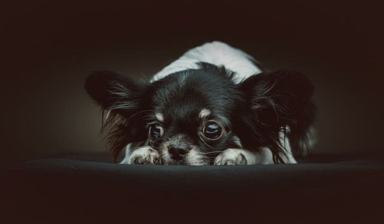 um cachorro deitado no escuro