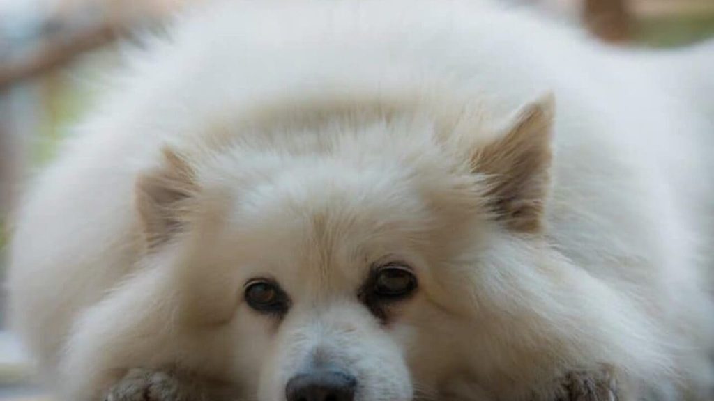 um lulu da pomerânia com dores causadas pela gastrite