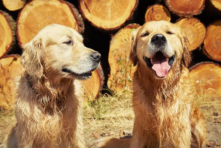 dois irmãos de cães da raça golden juntos