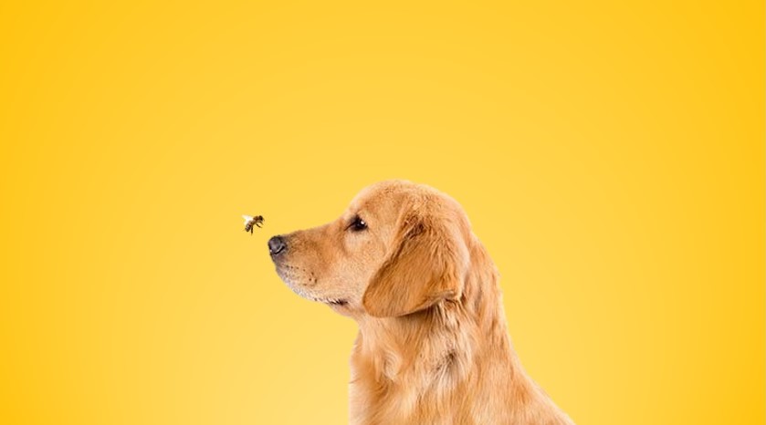 um cachorro sentado com uma abelha em sua frente