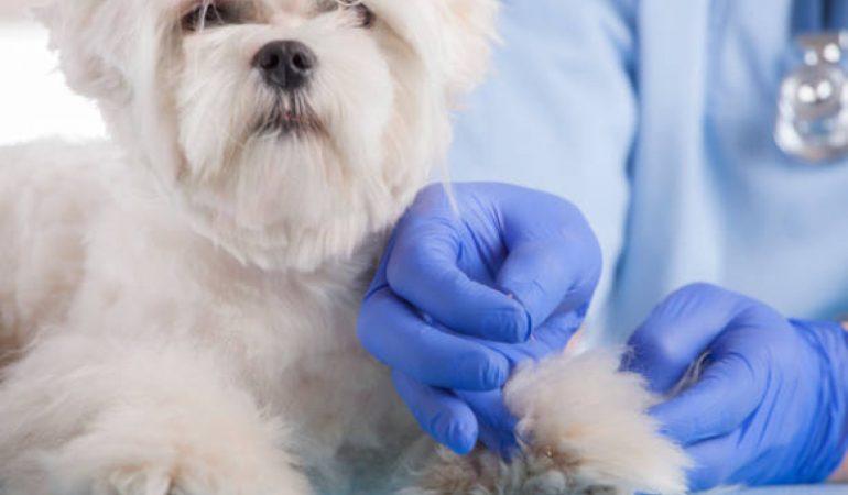 um cão recebendo sessão de acupuntura