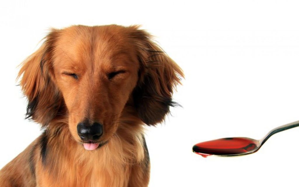 um cachorro recebendo medicação em xarope de antialérgico.