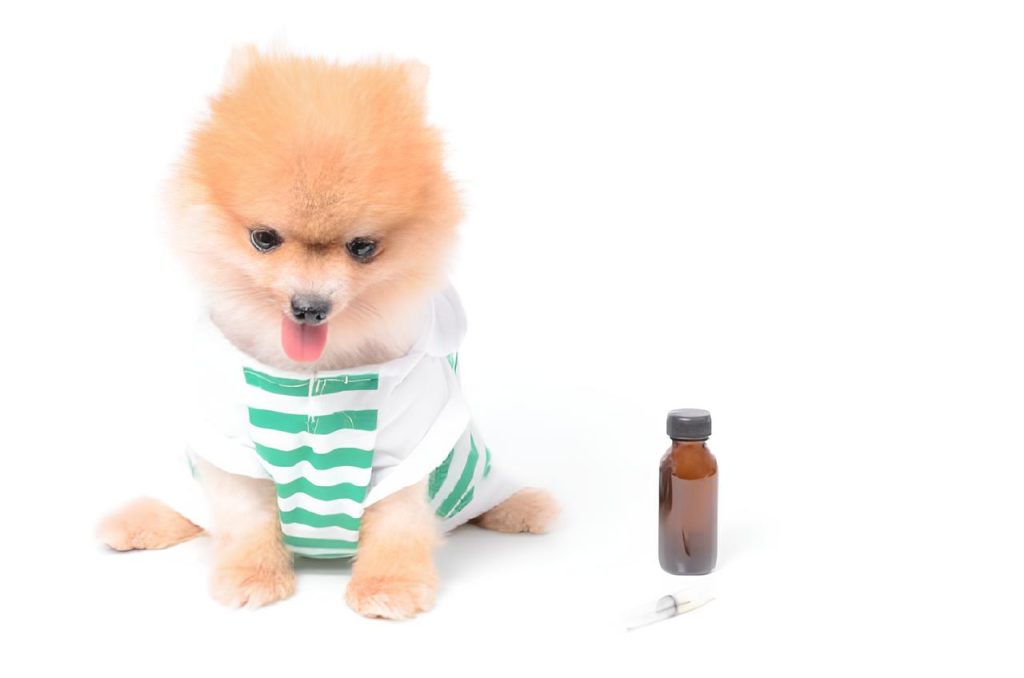 um lulu da pomerânia sentado e ao lado dele um fraco com antibiótico e uma seringa.