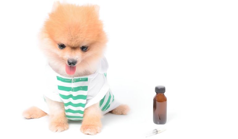 um lulu da pomerânia sentado e ao lado dele um frasco de antibiótico com uma seringa