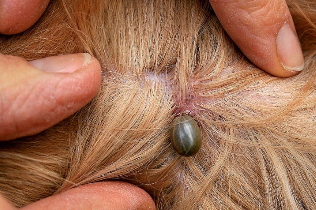 um carrapato em um cão