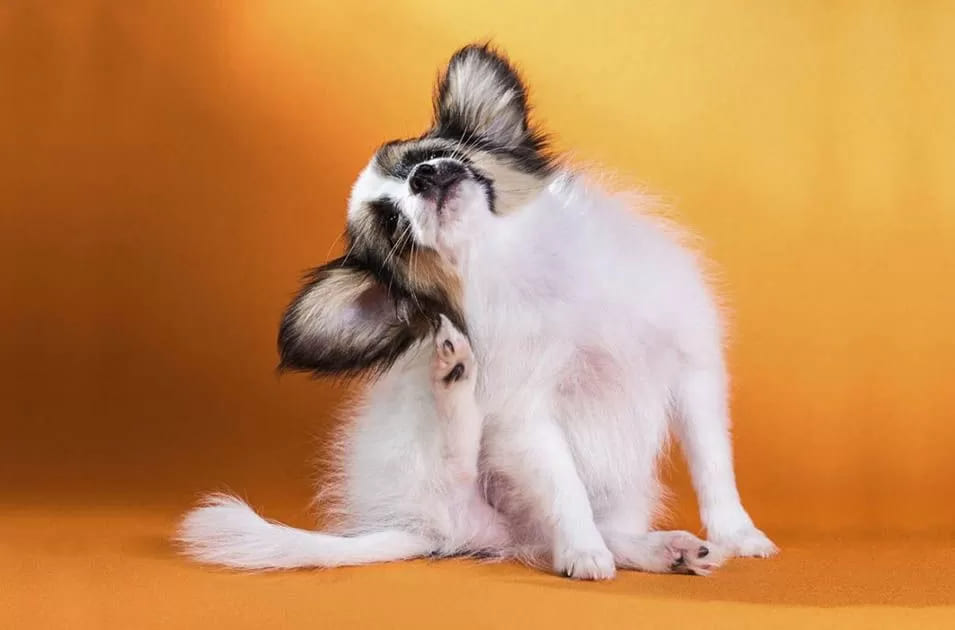 um cachorro com muita coceiras.