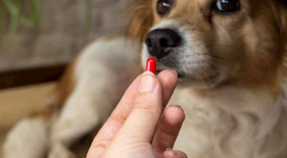 um pessoa segurando um comprimido de paracetamol e ao fundo um cachorro olhando.