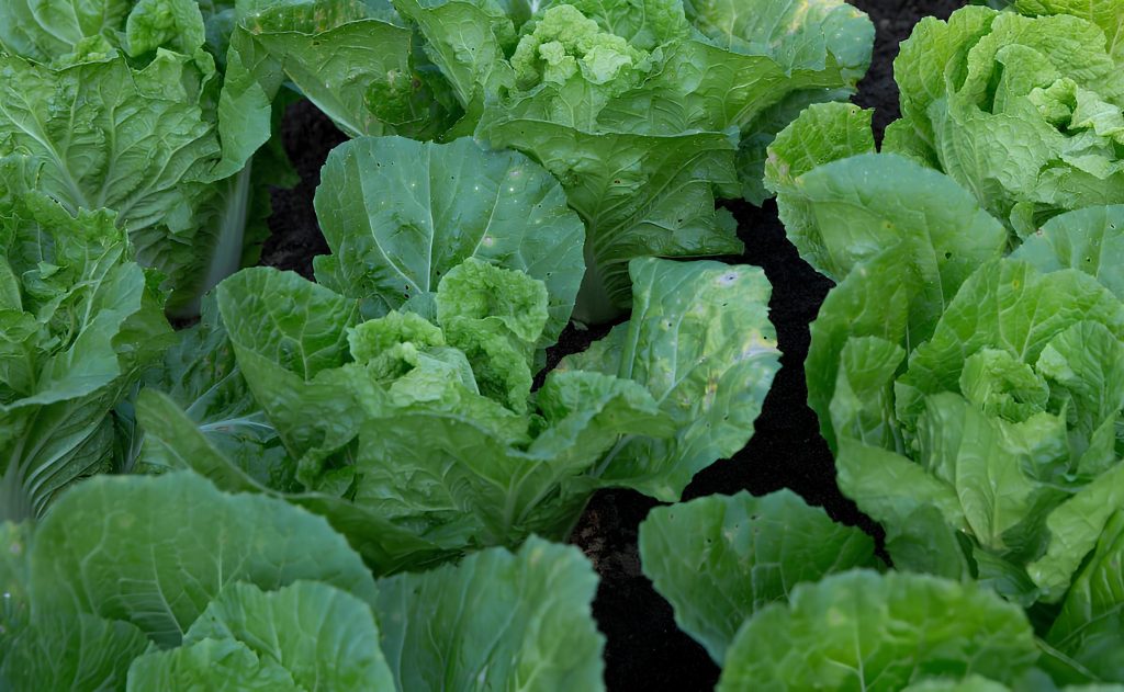 uma plantação de couve.