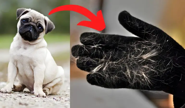 um pug sentado e ao lado dele uma imagens de uma luva com bastante pelos de cachorro.