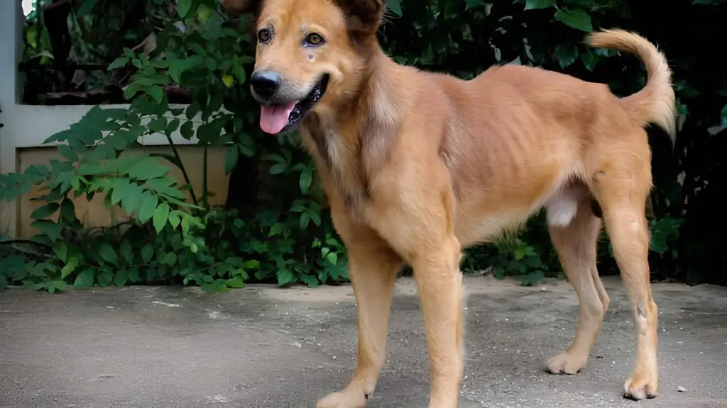 um cachorro vira lata muito magro.