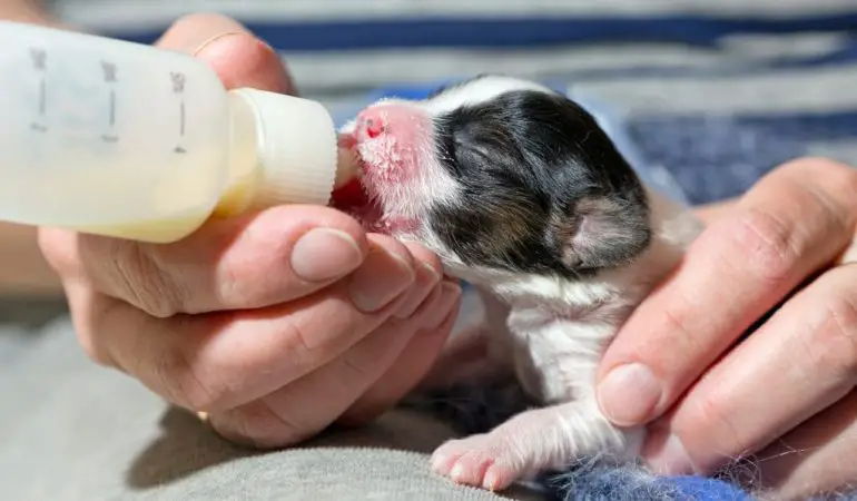um filhote recém nascido tomando uma mamadeira com leite para cachorro.