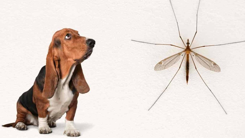 um cachorro sentado e ao seu lado um inseto que causa verme no coração.