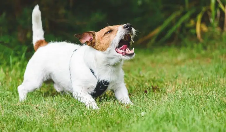 um cachorro em um gramado latindo.
