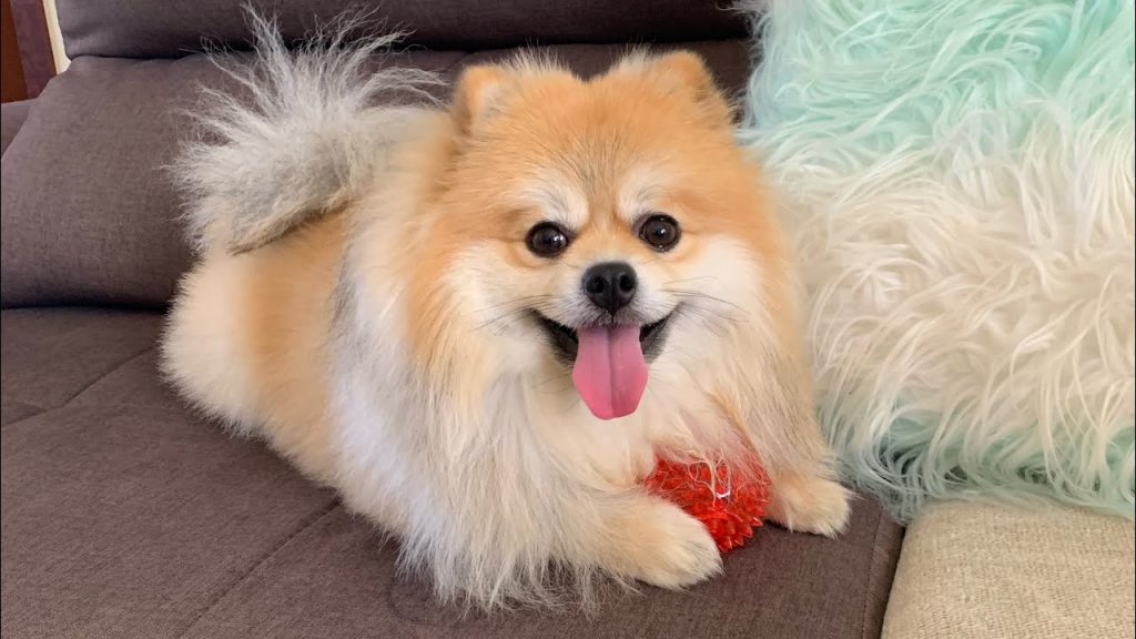 um lulu da pomerânia deitado em um sofá.