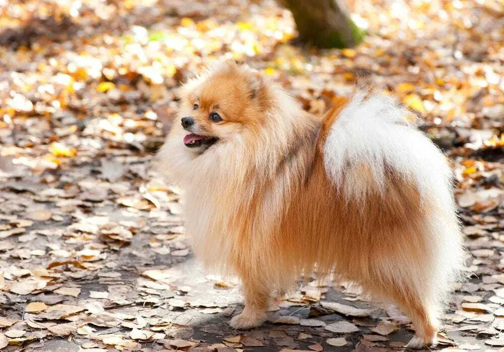 um lulu da pomerânai passeando em um bosque no outuno