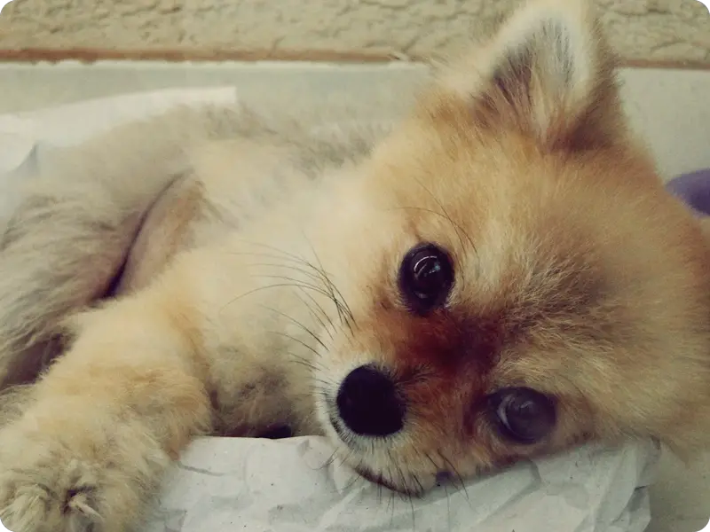 um cão da raça lulu da pomerânia deitado após uma cirurgia de castração.