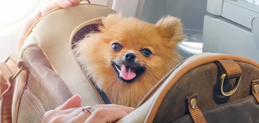 lulu da pomerânia se recuperando de uma cirurgia de corte das cordas vocais