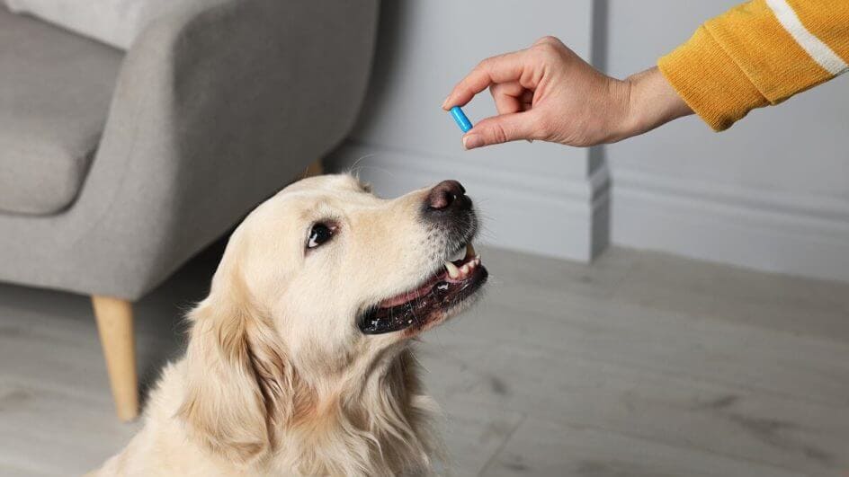 um comprimido de paracetamol sendo ofertado para um cachorro que esta sentado.