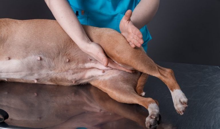 um cachorro passando por uma sessão com profissional por causa de uma paralisia