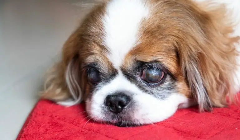 um cachorro deitado cego