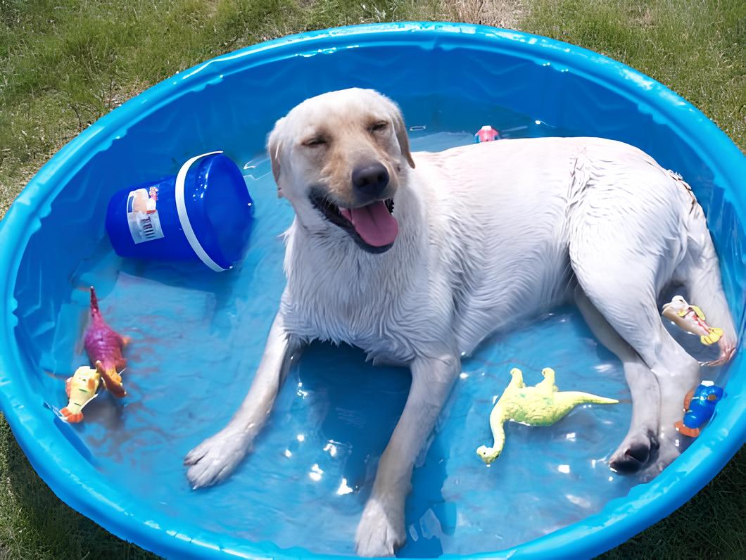 um cachorro se divertindo em uma piscina para cães