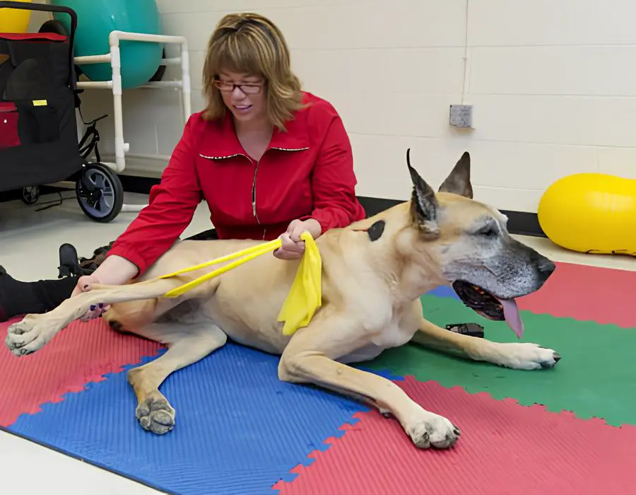 um cachorro de porte grande fazendo fisioterapia.