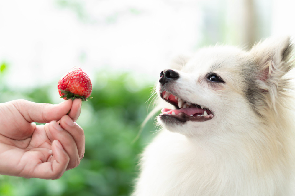 um cachorro lulu da pomerânia comendo morango