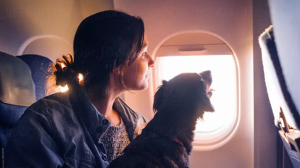 um mulher com seu cachorro em seu colo, em uma viagem.