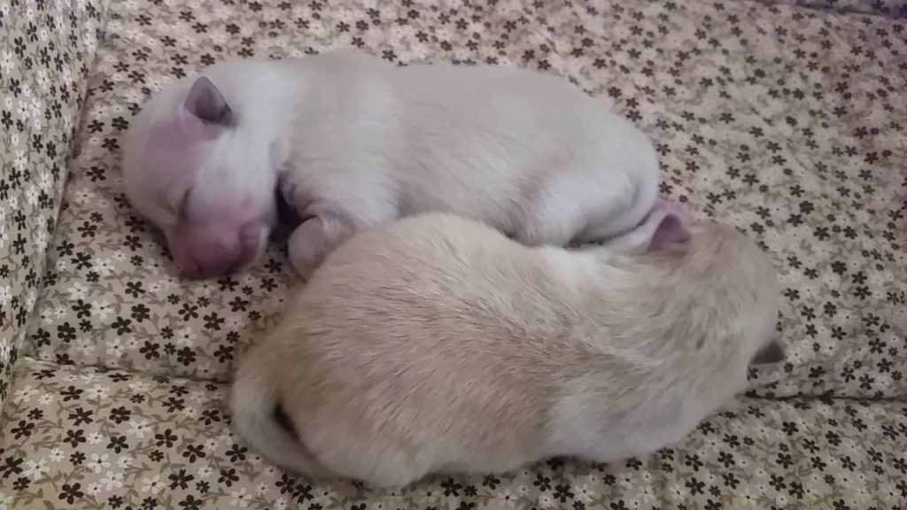 dois filhotes de lulu da pomerânia com olhos fechados sem enxergar