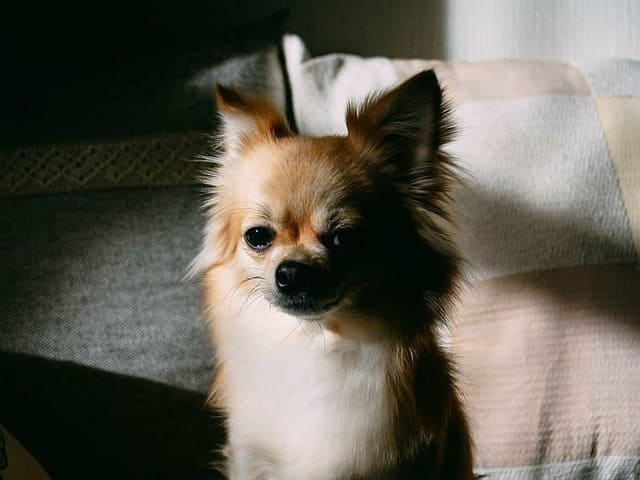 um cachorro da raça lulu da pomerânia no escuro